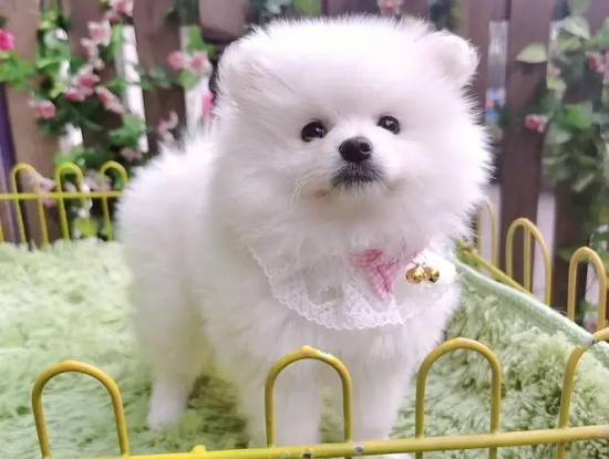 博美犬的优缺点有哪些