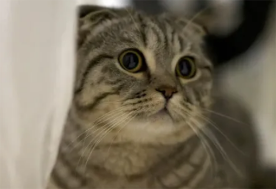 猫咪也会“抑郁”？揭秘！猫咪“抑郁”7大表现，快来看看你家喵是否也这样？