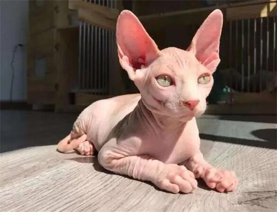 加拿大没有毛的猫图片大全