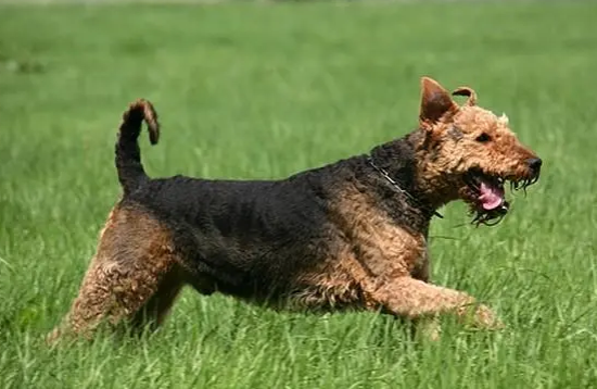 梗犬种类大全