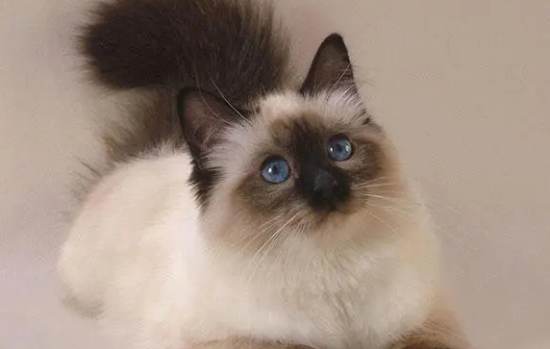 喜马拉雅猫涨奶会出事吗？如何解决？