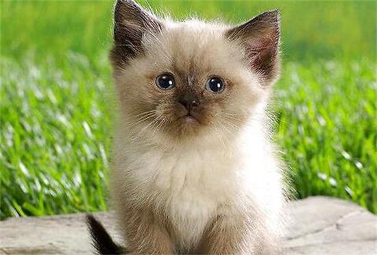喜马拉雅猫性格如何？来这看看