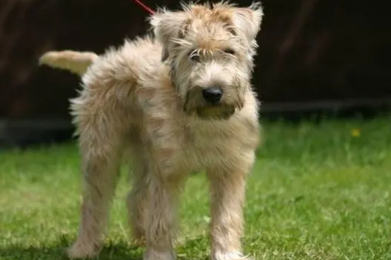 爱尔兰梗好养吗 爱尔兰梗犬属易饲养犬种