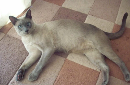 东奇尼猫聪明吗