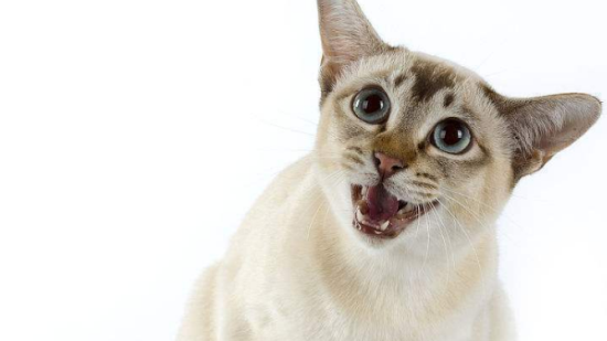 东奇尼猫的养护小技巧