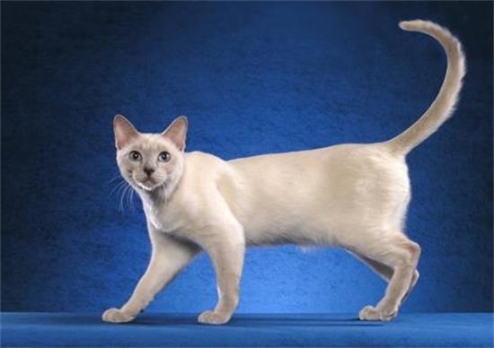 东奇尼猫的性格特征