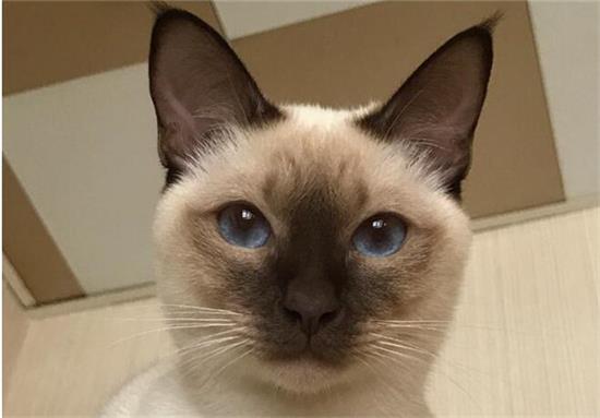 东奇尼猫为什么要绝育