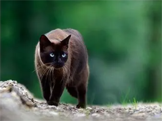 东奇尼猫吃什么比较好？铲屎官们快学一下！
