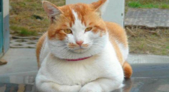 斯可可猫的食物禁忌 斯可可猫喂食要求