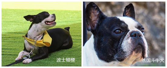 汪星球来的绅士——波士顿梗