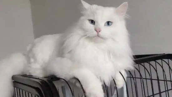 狮子猫是什么品种？来看看吧！