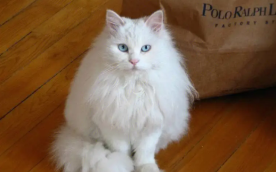 山东狮子猫吃什么好？快来了解一下