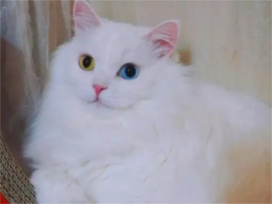 山东狮子猫幼猫一天吃多少粒猫粮，看这里