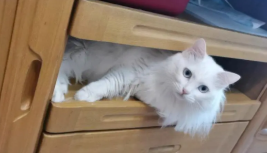 每日了解：山东狮子猫发情怎么办？