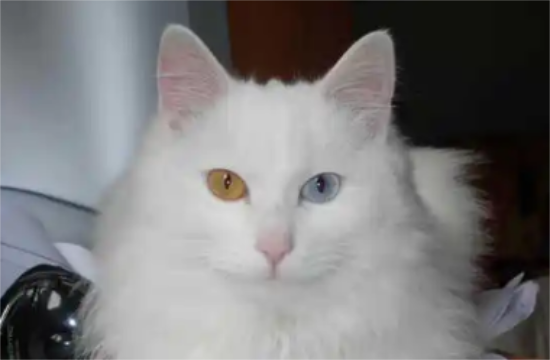 狮子猫性格都不好？说了你别不信