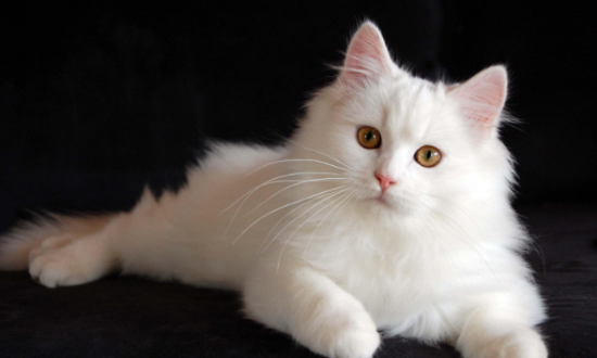 狮子猫为什么那么粘人？