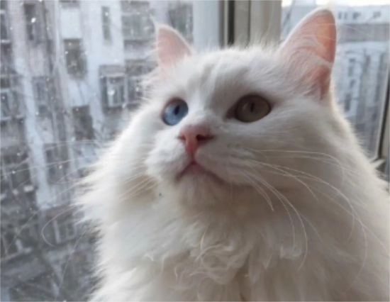 山东狮子猫性格怎么样？