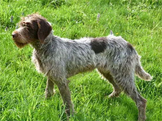 纯种刚毛指示格里芬犬的体态特征