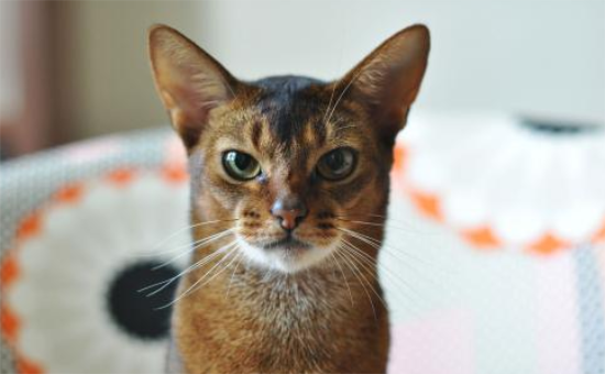 阿比西尼亚猫和埃及猫哪个聪明-谁智商高