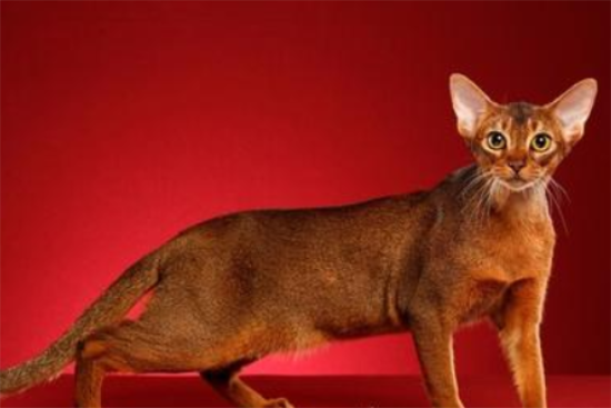 阿比西尼亚猫和东奇尼猫哪个好养