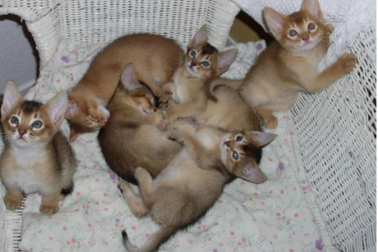 阿比西尼亚猫和波斯猫哪个聪明