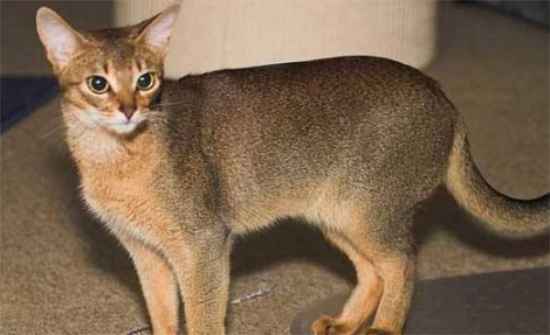 阿比西尼亚猫和波斯猫哪个好养
