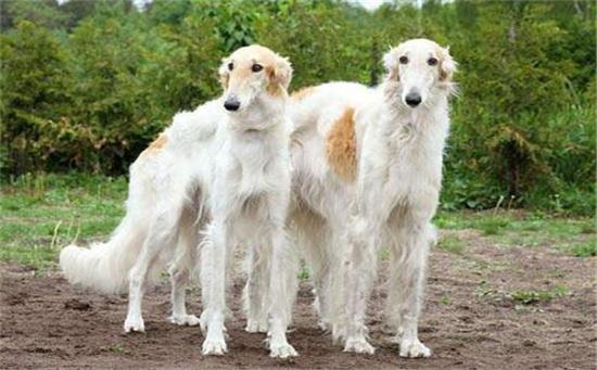 苏俄猎狼犬的体高是多少