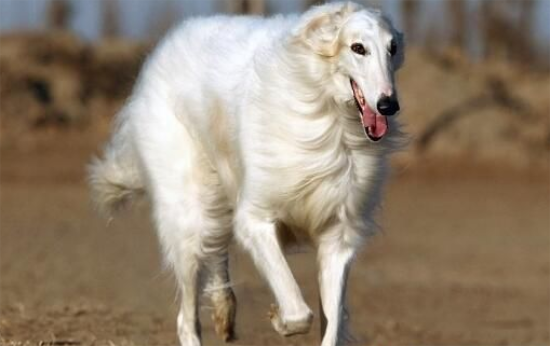 苏俄猎狼犬具有攻击性，对陌生人冷漠，要看管好