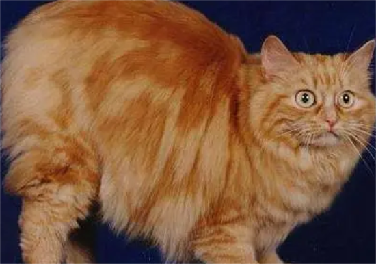 曼岛无尾猫；性格酷似狗狗，而且还没有尾巴！