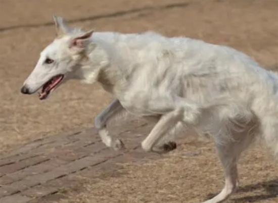 苏俄猎狼犬产后缺钙症状，这些你们家都有吗？