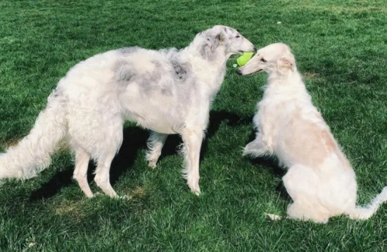 苏俄猎狼犬怎么养？