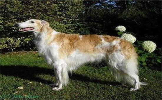 苏俄猎狼犬的寿命一般是多久