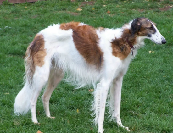 苏俄猎狼犬什么价位