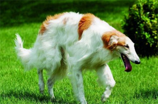 苏俄猎狼犬聪明吗