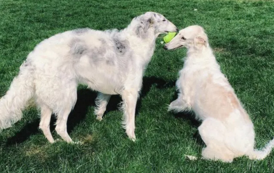 苏俄猎狼犬幼犬出售