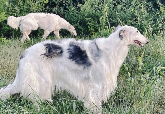 苏俄猎狼犬饲养 幼年时期的营养是最为重要