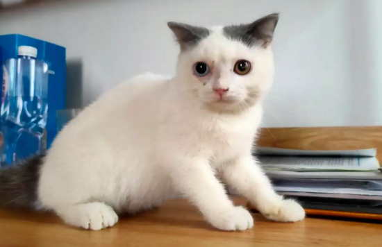净梵猫是什么配出来的
