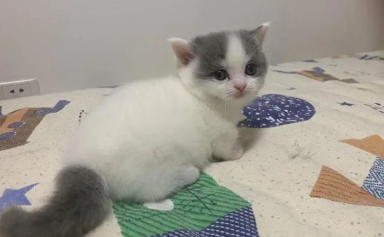 净梵蓝白贵还是正八蓝白贵