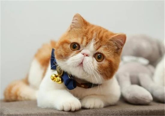猫界三大“聪明猫”和三大“笨猫”，听说你养错了？