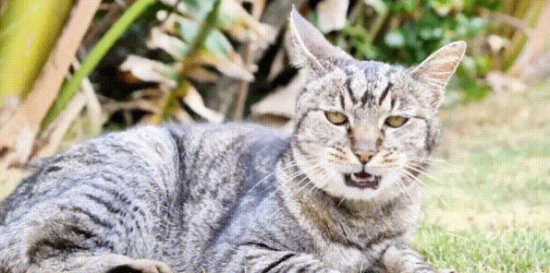 为什么别的猫都打不过狸花猫?它不光会打,还会骂 为什么别的猫都打不过狸花猫?它不光会打,还会骂