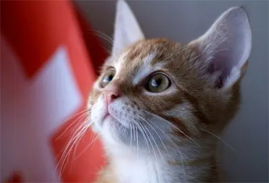 猫咪贫血吃什么