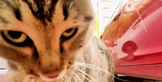 为什么别的猫都打不过狸花猫?它不光会打,还会骂 为什么别的猫都打不过狸花猫?它不光会打,还会骂
