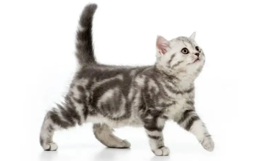 美国硬毛猫性格介绍，感兴趣的来看看~