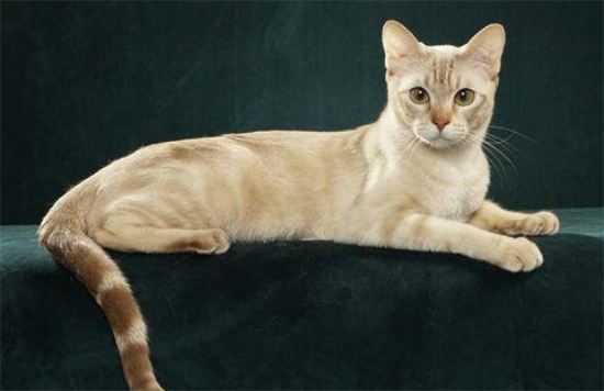 美国硬毛猫特征有哪些？不知道的朋友来看看～