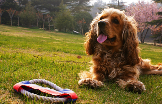 英国可卡犬吃多了吐了怎么办