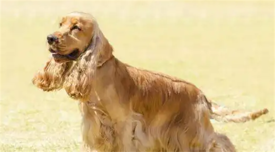 英国可卡犬有体味怎么办？不清楚的赶紧看看！