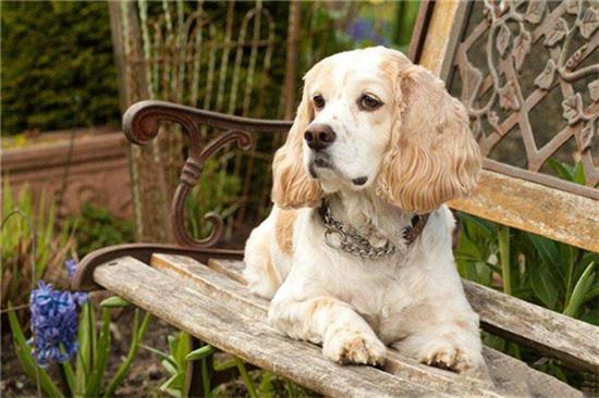 英国可卡犬怎么训练才听话