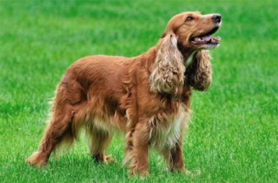 不清楚英国可卡犬的挑选技巧，来这了解一下