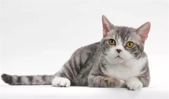 美国硬毛猫长什么样子