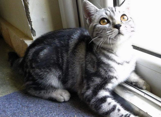美国硬毛猫一般多大发腮
